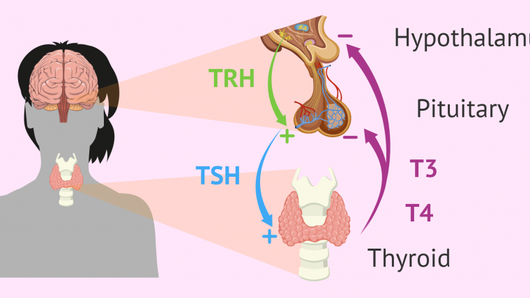 Undiagnosed Thyroid can increase infertility risk in women, do not ignore these symptoms